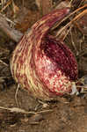 Skunk cabbage